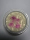 Snow Pixies Soy Wax Melt Pot
